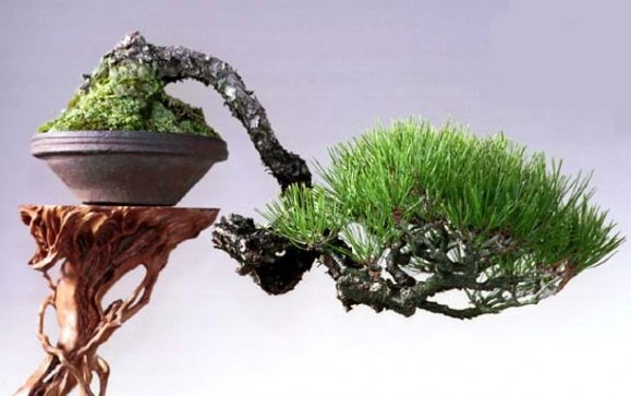 ¿Cómo es un Bonsai Kengai?